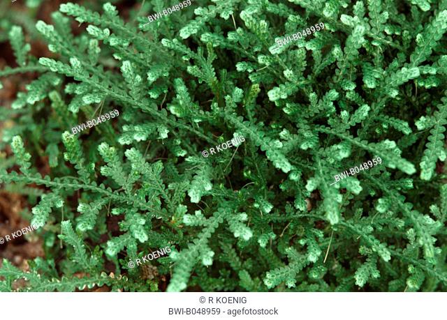 clubmoss, spike-moss Selaginella serpens, branchlets