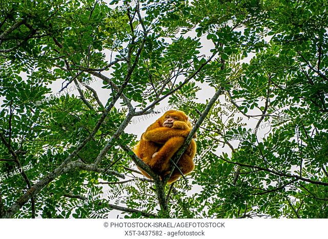 Golden-mantled howler (Alouatta palliata palliata) on a tree Photographed in Costa Rica