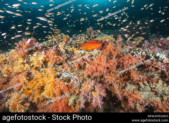 Colored Coral Reef, Felidhu Atoll, Maldives