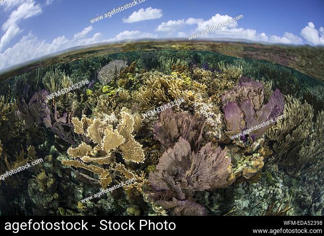 Caribbean Coral Reef, Turneffe Atoll, Caribbean, Belize