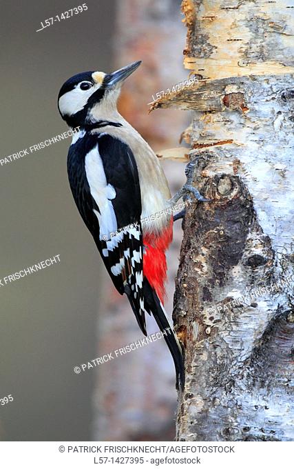 Great Spotted Woodpecker, Buntspecht, Dendrocopos major, Scotland