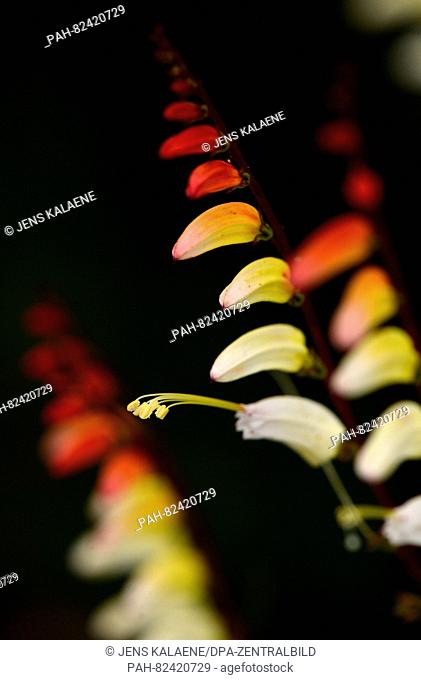 Blossoms of a fire vine (Ipomoea lobata), photographed in Pillnitz, Germany, 31 July 2016. PHOTO: JENS KALAENE/dpa | usage worldwide