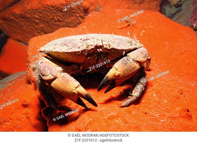 Puncher crab walking on a red sheet sponge, in the north of Brittany. Cancer pagurus on Microciona atrasanguinea