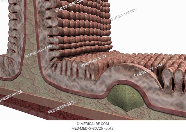 The intestinal wall