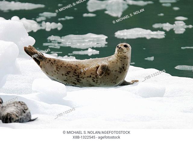 Harbor Seal Phoca vitulina mothers and pups on ice calved from the Sawyer Glaciers in Tracy arm, Southeast Alaska, USA  Pacific Ocean