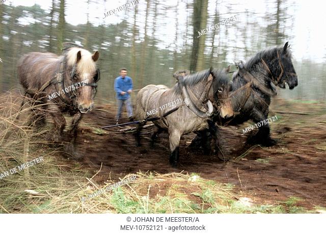Belgium Heavy Draught Horse / Brabant - working in Woodland