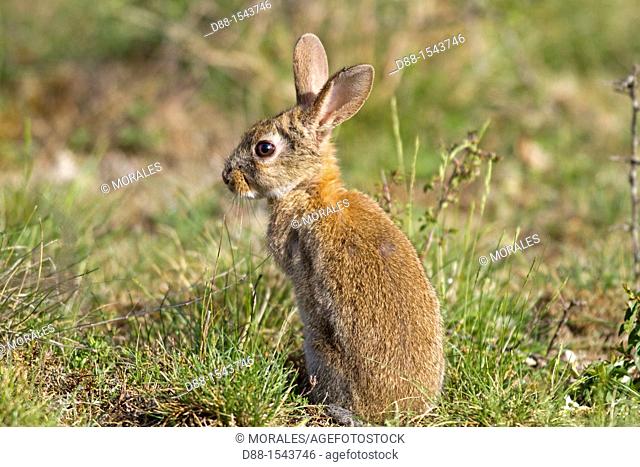 France, Lot , rabbit Oryctolagus cuniculus