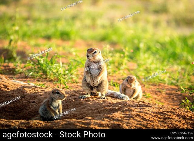 Group of Ground squirrels in the sand in the Kalagadi Transfrontier Park, South Africa