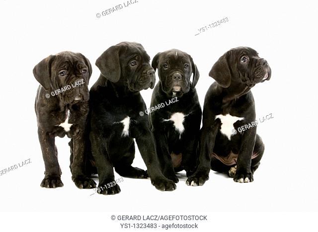 CANE CORSO, A DOG BREED FROM ITALY, PYPPIES SITTING AGAINST WHITE BACKGROUND