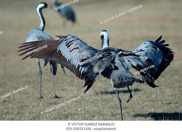 Common crane (Grus grus) without part of one leg spreading its wings. Gallocanta Lagoon Natural Reserve. Aragon. Spain