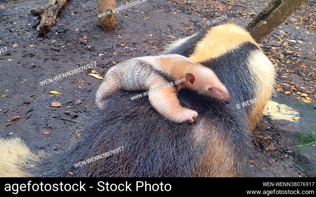 Zookeepers are celebrating the arrival of an adorable baby tamandua at ZSL London Zoo - after loved up parents Ria and Tobi welcomed their fourth pup on Friday...