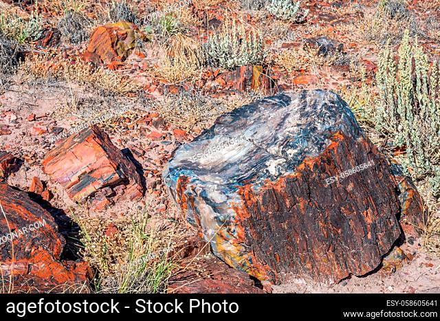 A Petrified wood of late Triassic period in Painted Desert Badlands