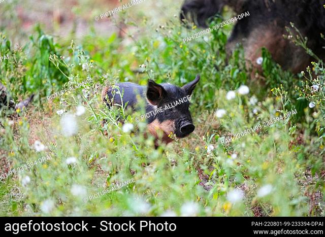 01 August 2022, Brandenburg, Schorfheide/Ot Groß Schönebeck: A barely three-week-old Mangalitsa woolly pig runs through a meadow in the Schorfheide Wildlife...