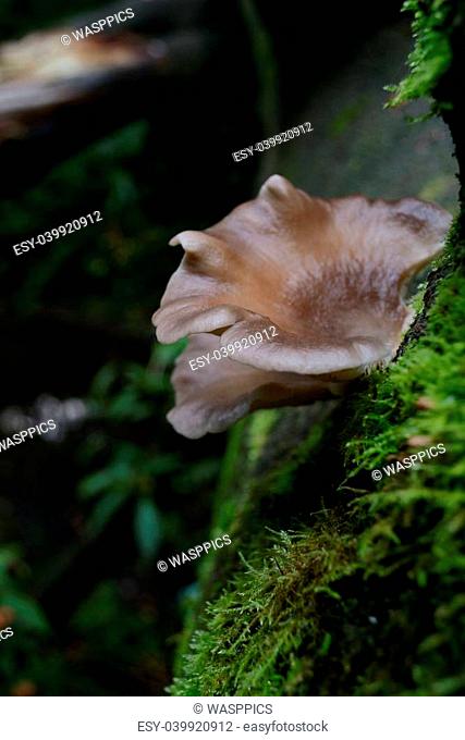Wild mushroom growing on log in English woods