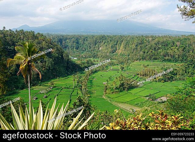 Rice field, Bali, Indonesia, Asia