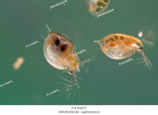 common water flea Daphnia pulex, two individuals with resting eggs and juveniles in the brood pouch