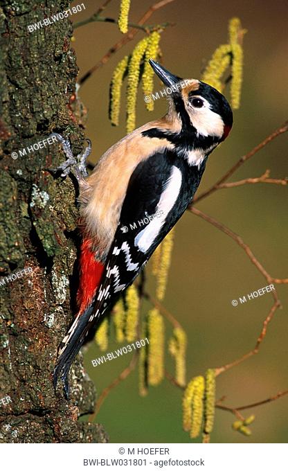 great spotted woodpecker Picoides major, Dendrocopos major, male, Germany