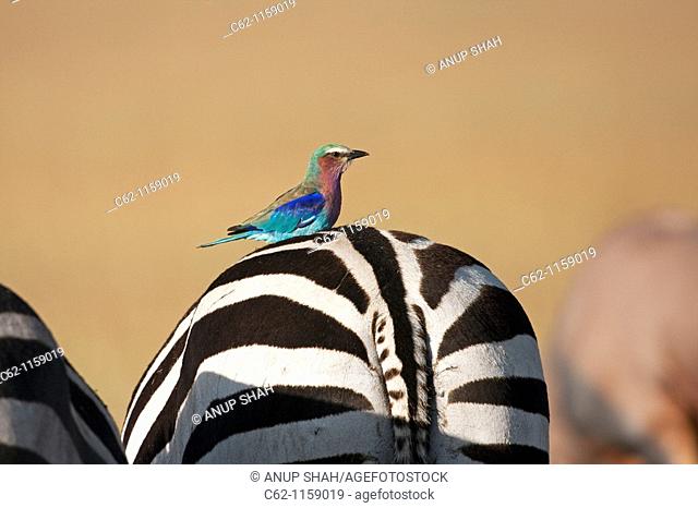 Lilac-breasted roller (Coracias caudata) perched on the back of a Common or plains zebra (Equus burchellii), Maasai Mara National Reserve, Kenya
