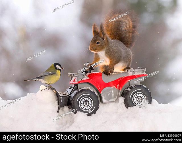 red squirrel and great tit with a Quadbike and snowplough