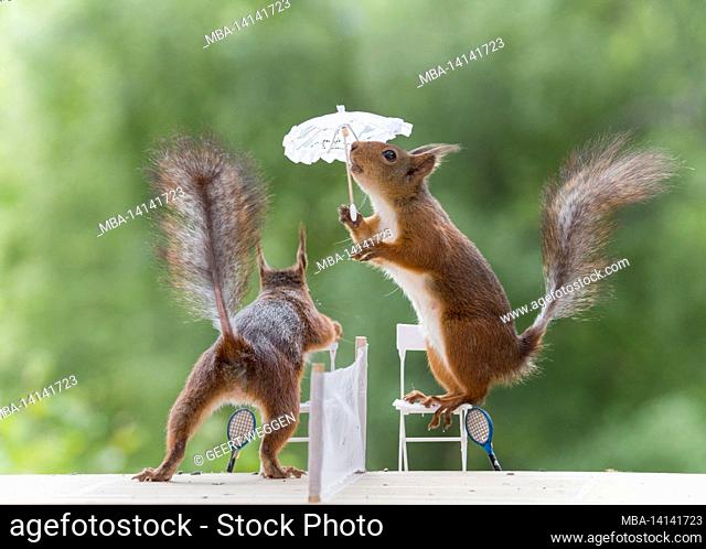 red squirrels on chairs with an umbrella