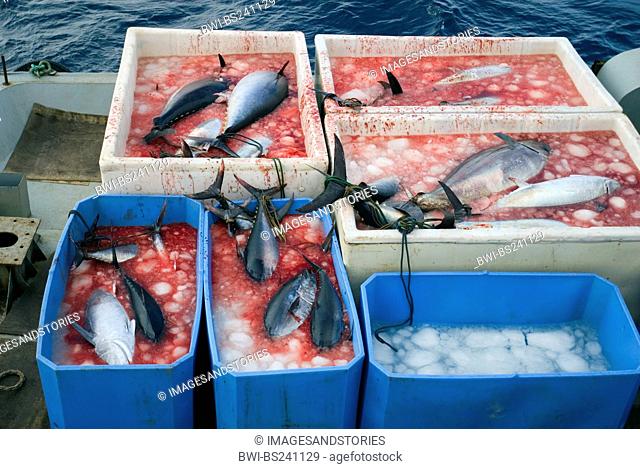 tunny, blue-fin tuna, blue-finned tuna, northern bluefin tuna Thunnus thynnus, caught fish in plastic containers on deck of a Japanese fishing ship, Turkey