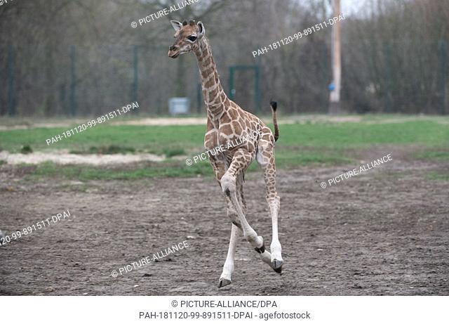 20 November 2018, Berlin: Giraffe offspring Ella explores the outdoor enclosure in the Tierpark Berlin with the herd for the first time