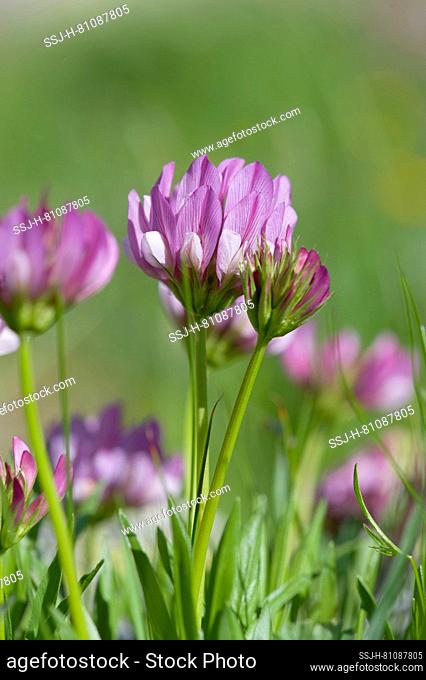 Alpine Clover (Trifolium alpinum), flowers. Germany