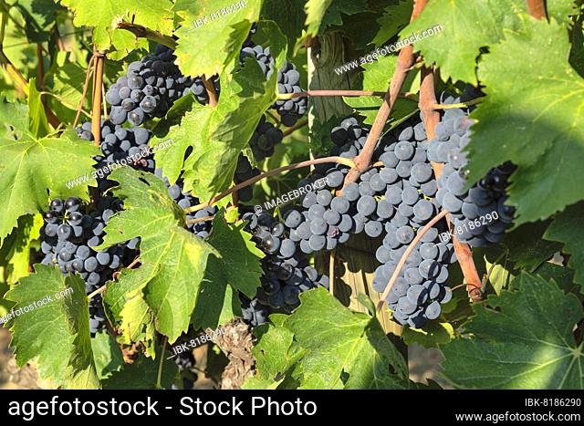 Grapes in September, Radda in Chianti, Chianti, Province of Firenze, Tuscany, Italy, Europe