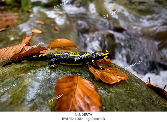 European fire salamander (Salamandra salamandra), sitting on a rock a a forest creek, Switzerland, Sankt Gallen