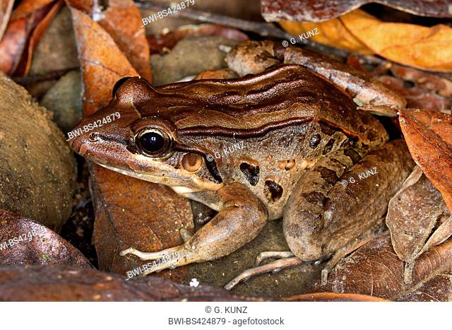 Forrer's Leopard Frog, Forrer's Grass Frog (Lithobates forreri, Rana forreri), on fallen leaves, Costa Rica