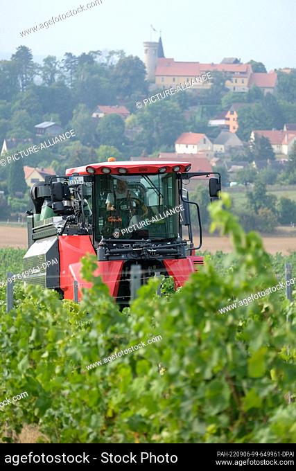 06 September 2022, Saxony-Anhalt, Müncheroda: A full harvester picks grapes of the Solaris variety for the production of Federweißem