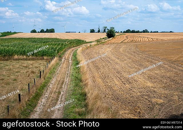 Road through the golden agriculture fields around Namur, Belgium