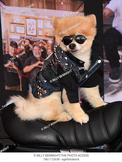 Bentley the Pom attends10th Anniversary Of Kiehl's LifeRide For amfAR To Benefit HIV/AIDS Research in Century City at Westfield Century City in Century City on...