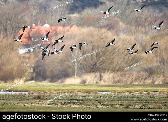 Barnacle geese / barnacle geese, Branta leucopsis, in flight, Hiddensee