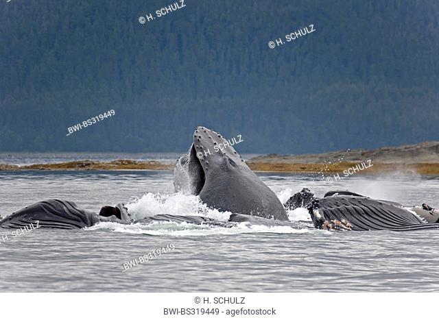 humpback whale (Megaptera novaeangliae), bubble net feeding, USA, Alaska, Admirality Island, Lynn Canal