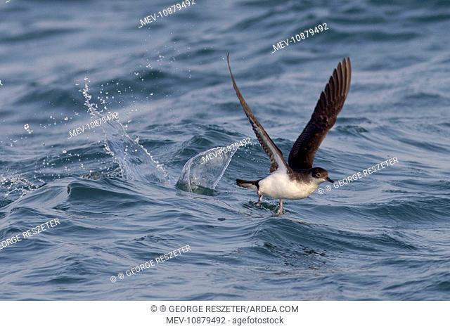 Manx Shearwater - in flight - running on the sea for take off (Puffinus puffinus). Dorset - UK