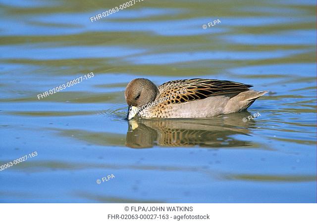 Speckled Teal Anas flavirostris oxyptera 'Sharp winged Teal' subspecies, swimming