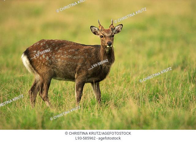Sika deer (Cervus nippon)