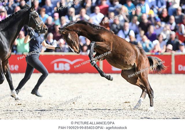 29 September 2019, Baden-Wuerttemberg, Gomadingen-Marbach: A foal jumps during the stallion parade 2019 in the parcours in the air