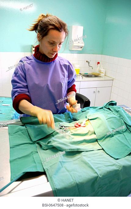 After having exteriorized the genital system of the female cat, the veterinarian is about to bind the body of the uterus during an ovariohysterectomy