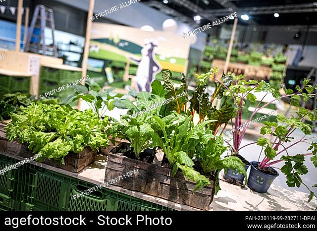 19 January 2023, Berlin: A container of dandelions, leaf lettuce and rocket stand at a booth one day before the start of the International Green Week