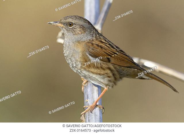 Dunnock, Adult perched on a branch, Campania, Italy (Prunella modularis)