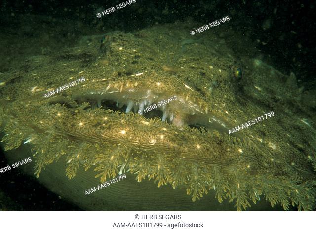 Goosefish aka Monkfish, eating Black Seabass 7 0f 7 series(Lophius americanus)NJ (Centropristis striata)