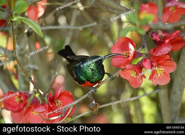 Greater Double-collared Sunbird, male, South-Africa (Nactarinia afra), Northern Double-collared Sunbird