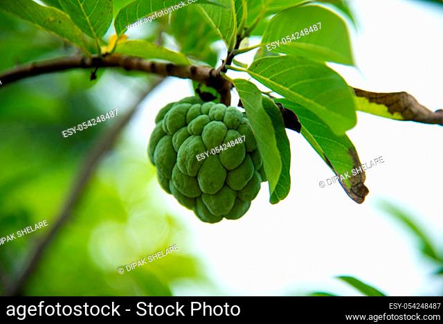 Custard apples or Sugar apples or Annona squamosa Linn. growing on a tree