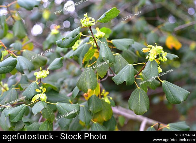 Syrian maple (Acer obtusifolium) is an evergreen small tree native to eastern Mediterranean region. Flowers and leaves detail