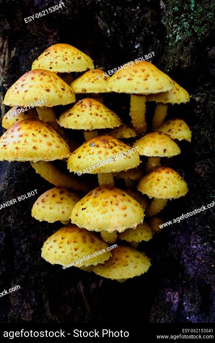 Bunch of pholiota fungi against mossy background, Bialowieza Forest, Poland, Europe