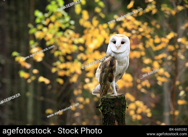 Common barn owl (Tyto alba), adult, alert, in autumn, waiting, Bohemian Forest, Czech Republic, Europe