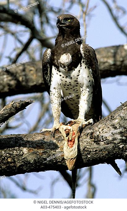 Martial Eagle, Polemaetus bellicosus, with monitor lizard, Kruger National Park, South Africa
