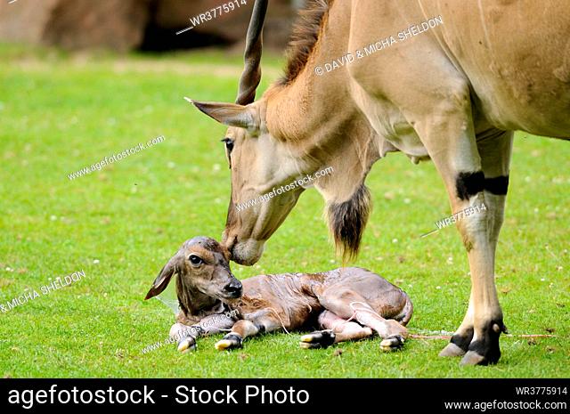 Common Eland (Taurotragus oryx) with newborn